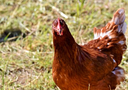 Poultry agriculture livestock photo