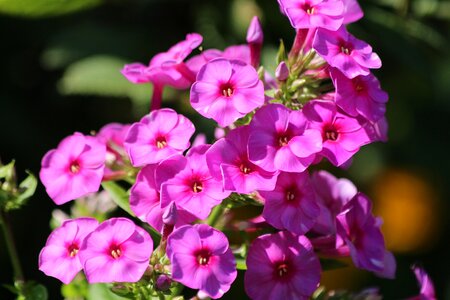 Garden gardening flowers photo