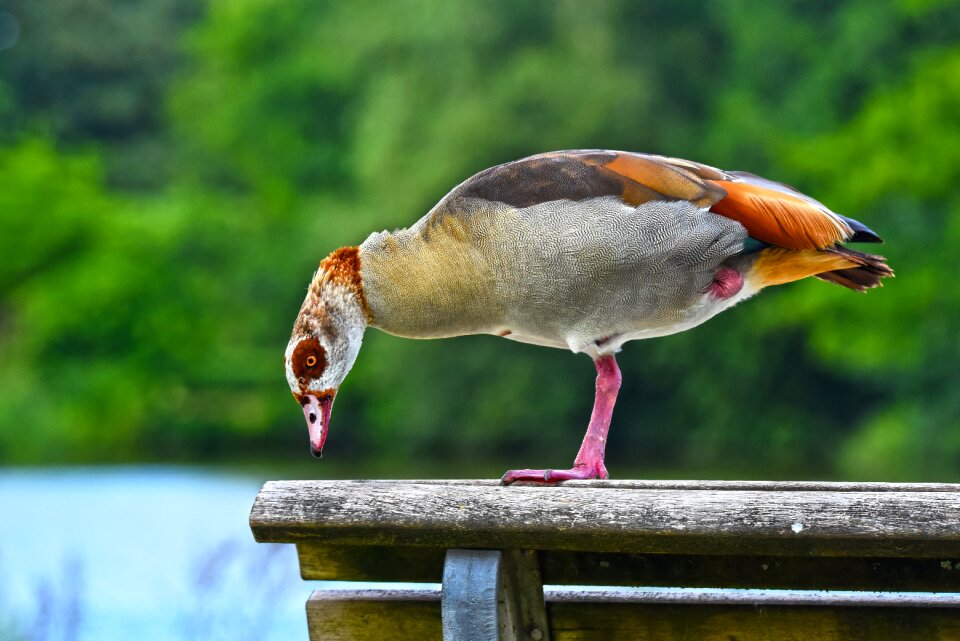 Waterfowl bird animal
