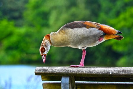 Waterfowl bird animal photo