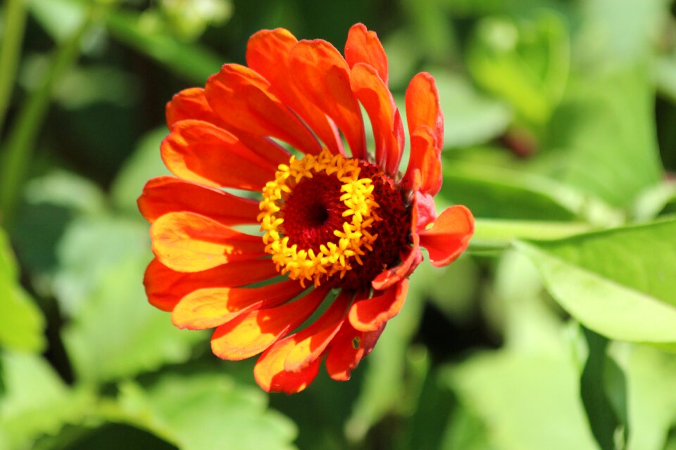 Plant garden summer