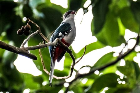 Bird tocororo endemic