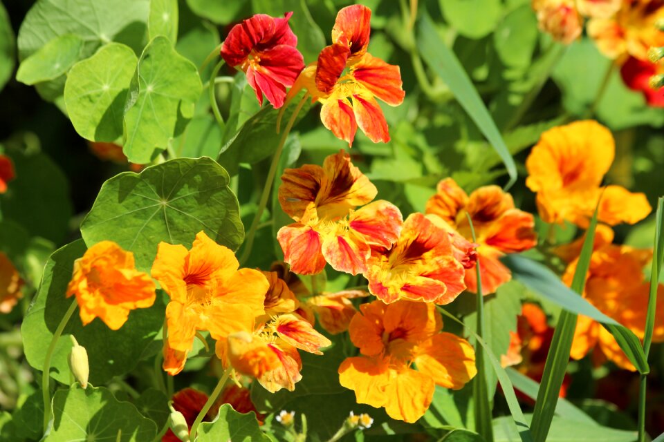 Plant bloom orange photo