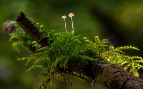 Mini mushroom sponge tree stump photo