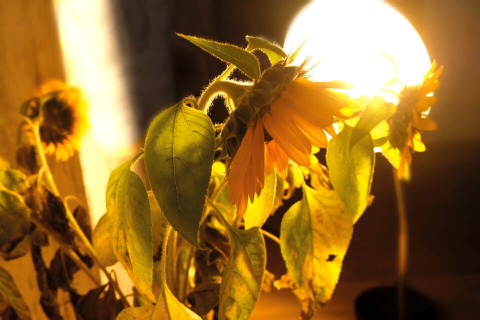 Season light lamp