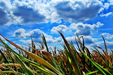Cornfield landscape agriculture