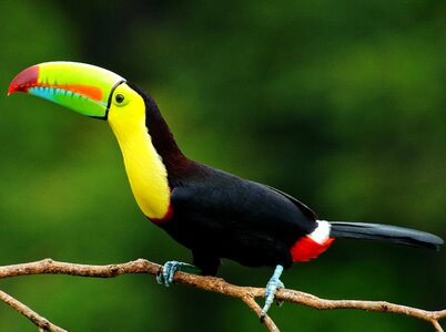 Toucan tropical animals photo