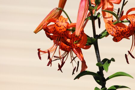 Tiger lily red lily light background photo