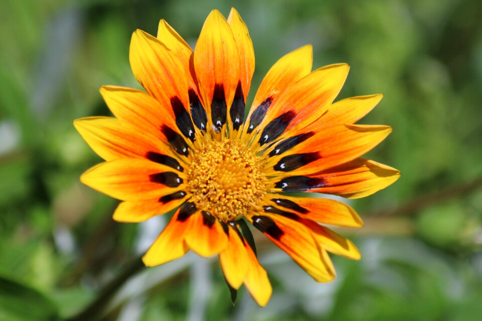 Bloom nature yellow