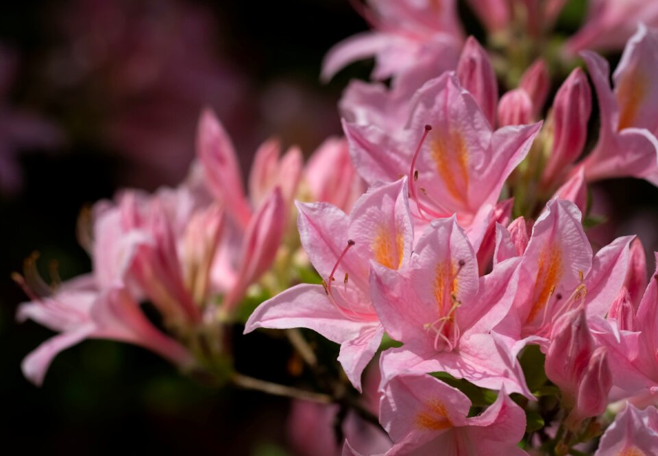 Flower spring flowers
