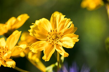 Flower yellow flora photo