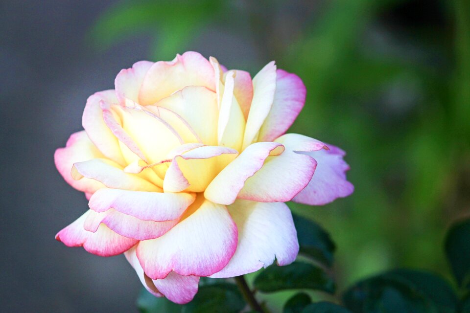 Tender rose bloom pink rose