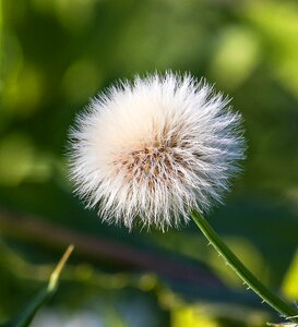 Nature pointed flower seeds photo