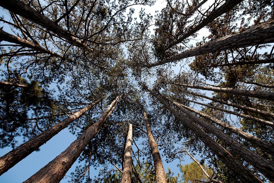 Landscape pine sky