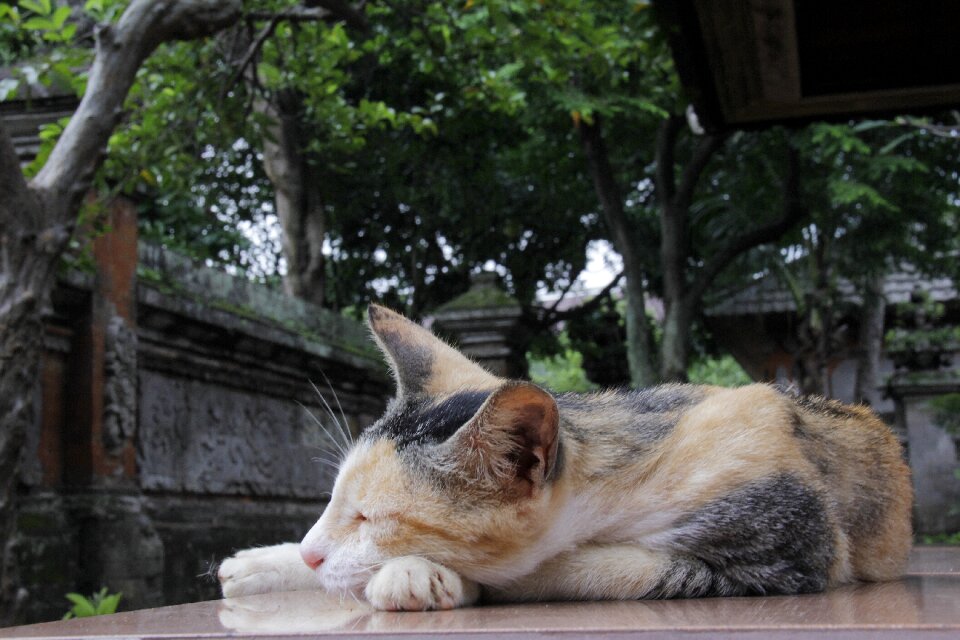 Sleeping feline whiskers