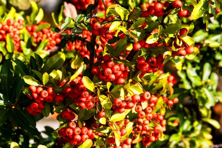 Ripe bush red photo