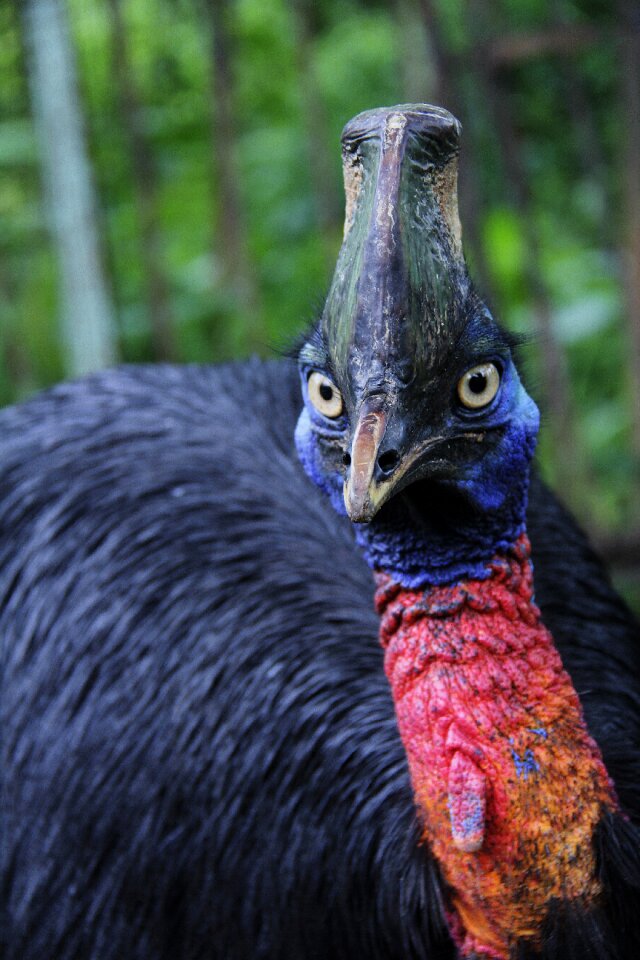 Animals poultry wildlife
