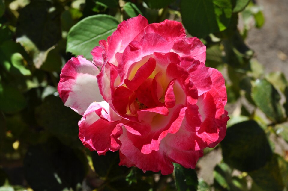 Petals flora blooming