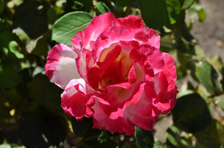 Petals flora blooming