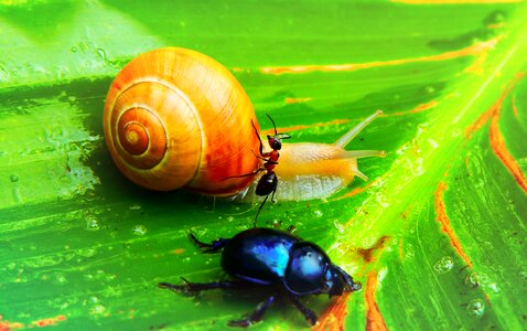 Insects leaf water