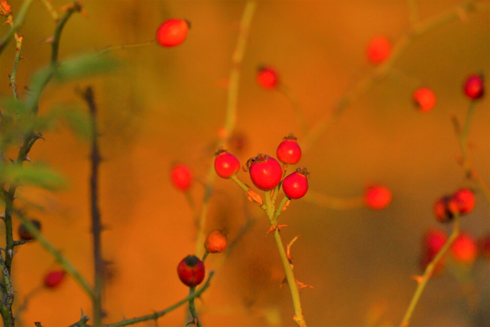 Flower autumn forest