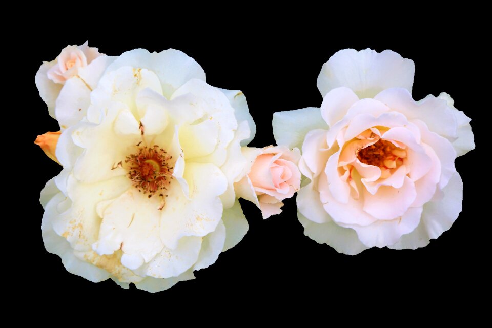 Romantic nature plant