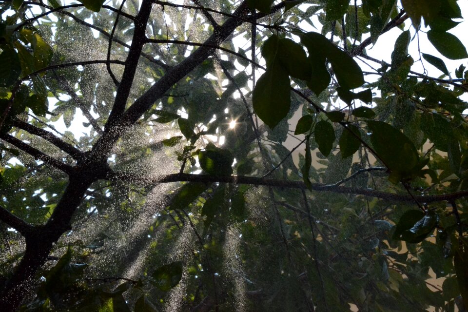 Offer tree light filtering