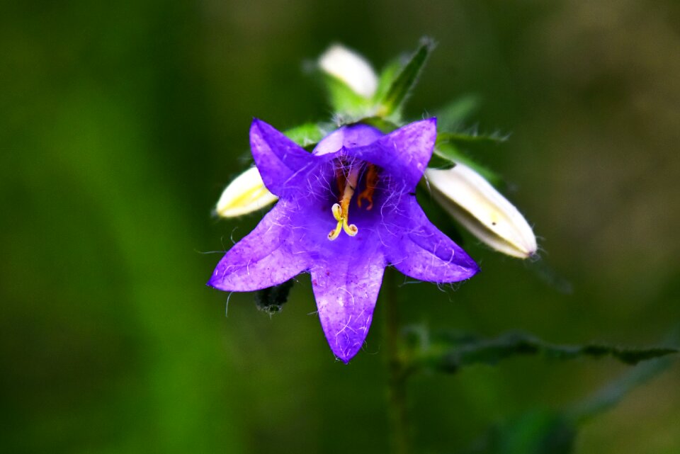 Plant campanula rotundifolia perennial