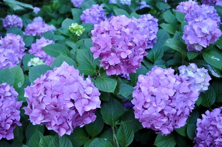 Flower garden nature