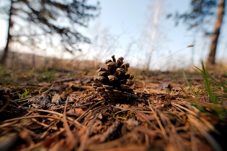 Plant environment growth