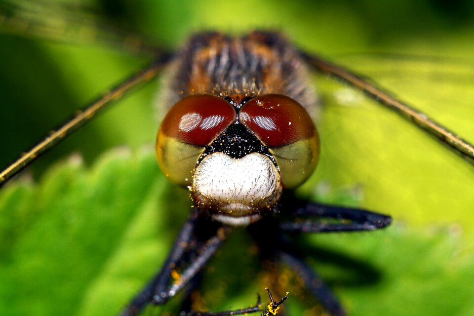 Dragonflies nature closeup