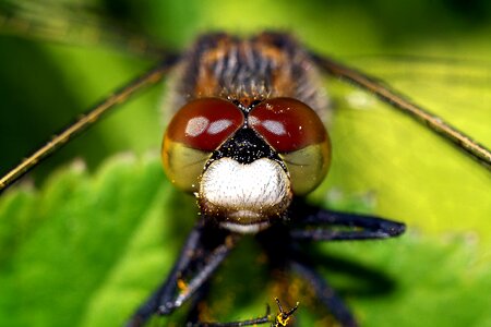 Dragonflies nature closeup