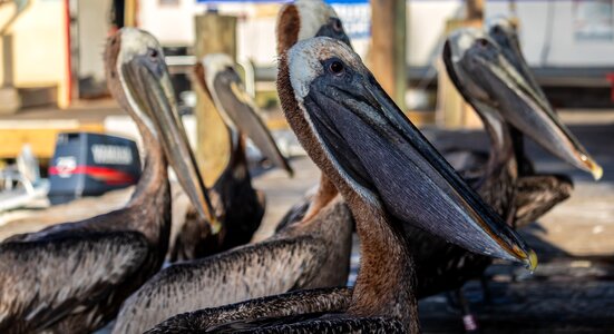 Dock pier pelecanus conspicillatus