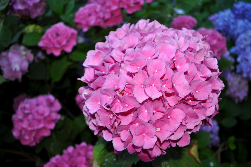 Bloom flower garden