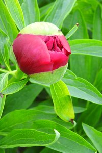 Nature spring flower