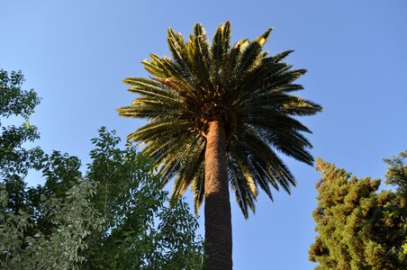 Palm tree sky nature photo