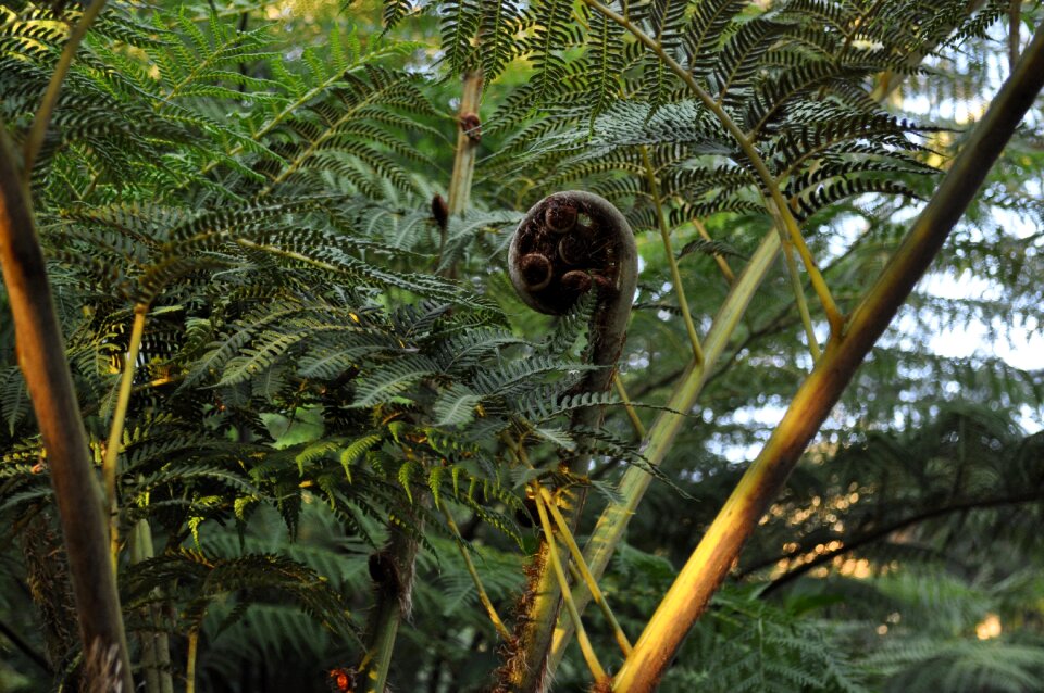 Green nature garden