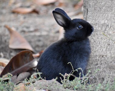 Cute outdoors bunny photo