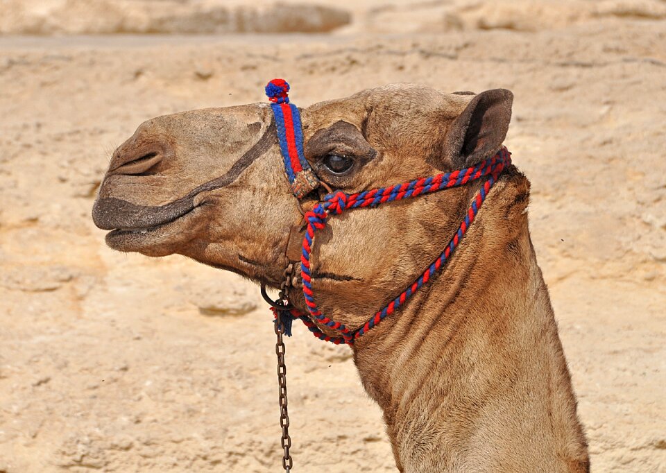 Cairo africa brown desert