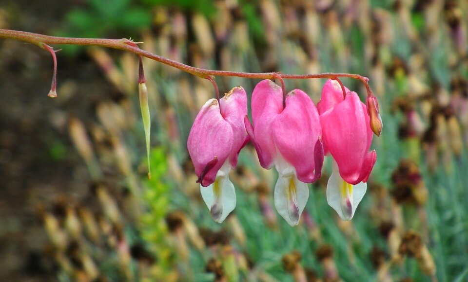Nature spring closeup