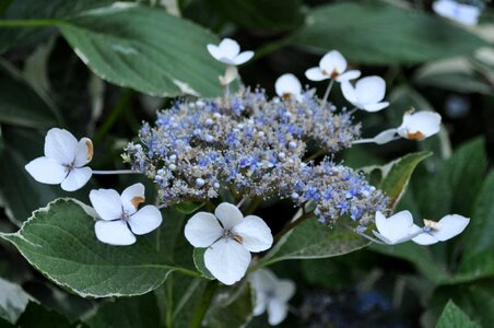 Petals blue pale blue photo