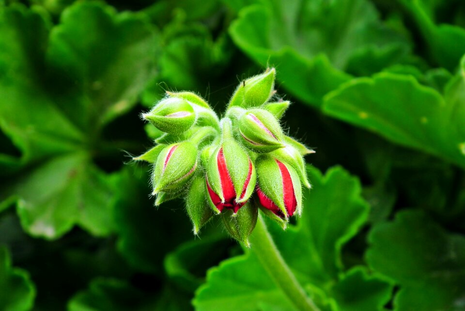 Bud garden closeup