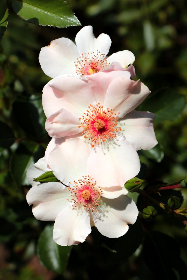 Nature close up white photo