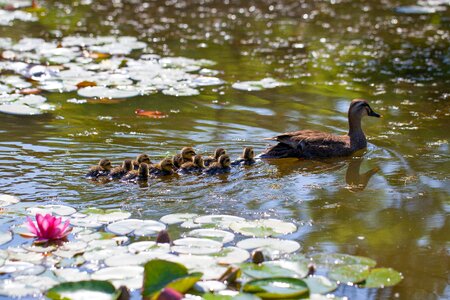 Aquatic plants lotus duckling
