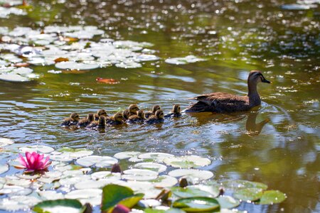 Aquatic plants lotus duckling photo