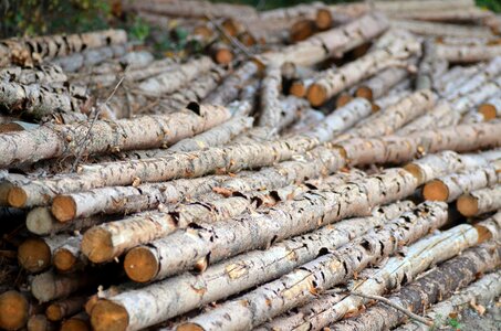 The jeseníky mountains landscape wood