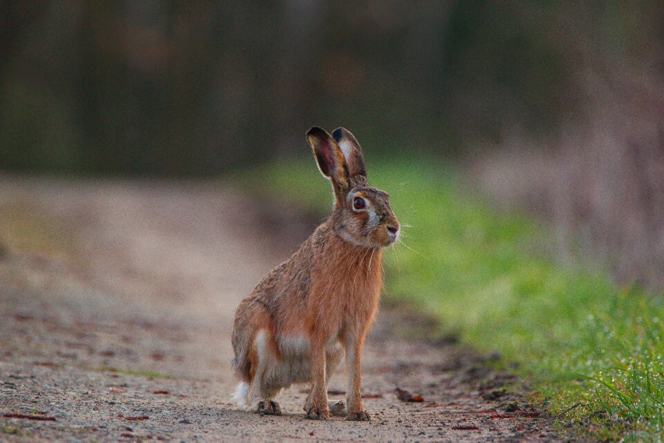 Nature cute wild