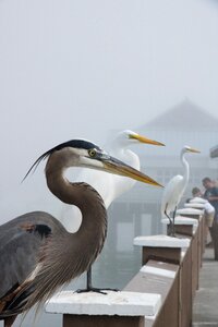 Crane sea bird heron