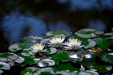 Aquatic plants white flower pond plants