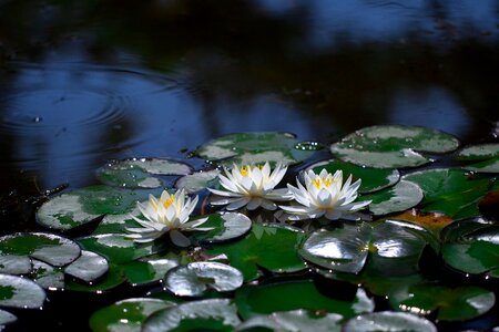 Aquatic plants white flower pond plants photo